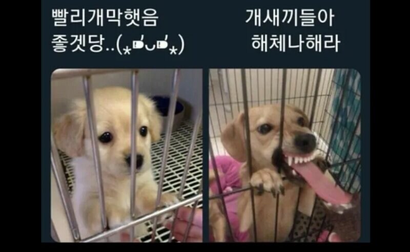해리포터) 론이 강철멘탈이란 부동의 증거_4.png