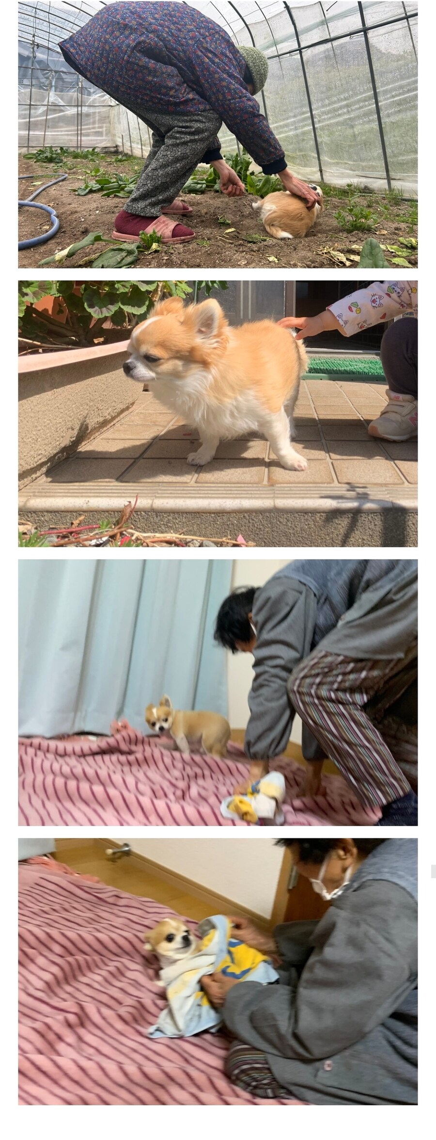 일본 트위터에서 난리난 시골 치와와.jpg_3.jpg
