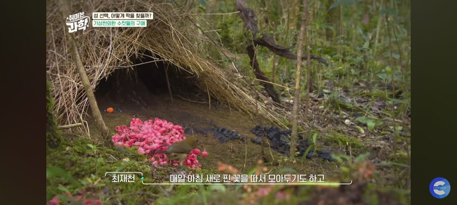 동물행동학자가 말하는 결혼_10.jpg