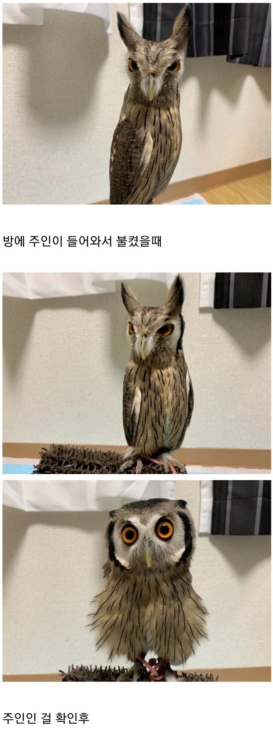 부엉이를 키우면 볼 수 있다는 장면_1.jpg