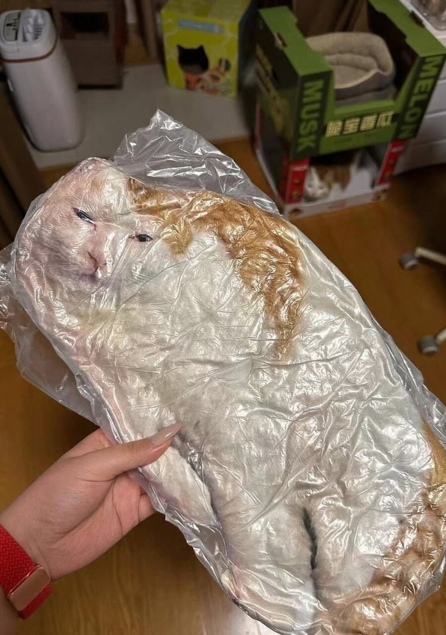 고양이한테 선물 줬어요!!!!_2.jpg