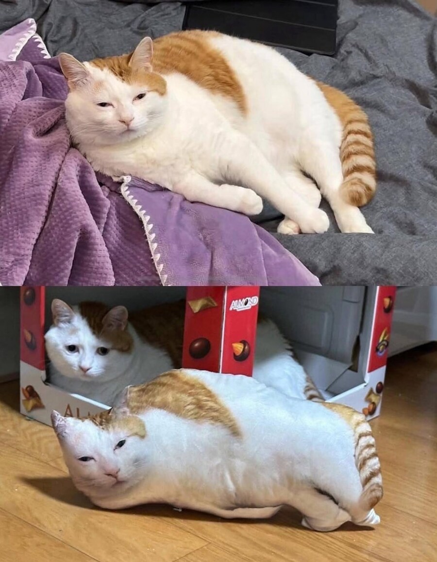 고양이한테 선물 줬어요!!!!_3.jpg