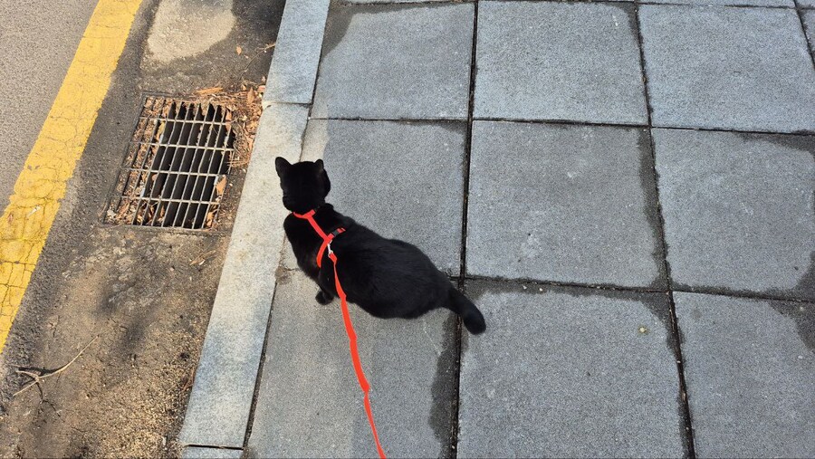 고양이 산책에 대한 개인적인 생각_5.jpg