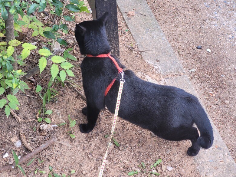 고양이 산책에 대한 개인적인 생각_9.jpg