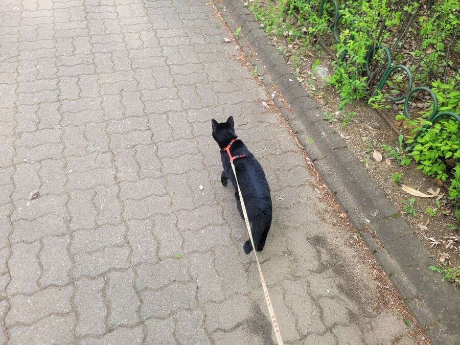 고양이 산책에 대한 개인적인 생각_20.jpg