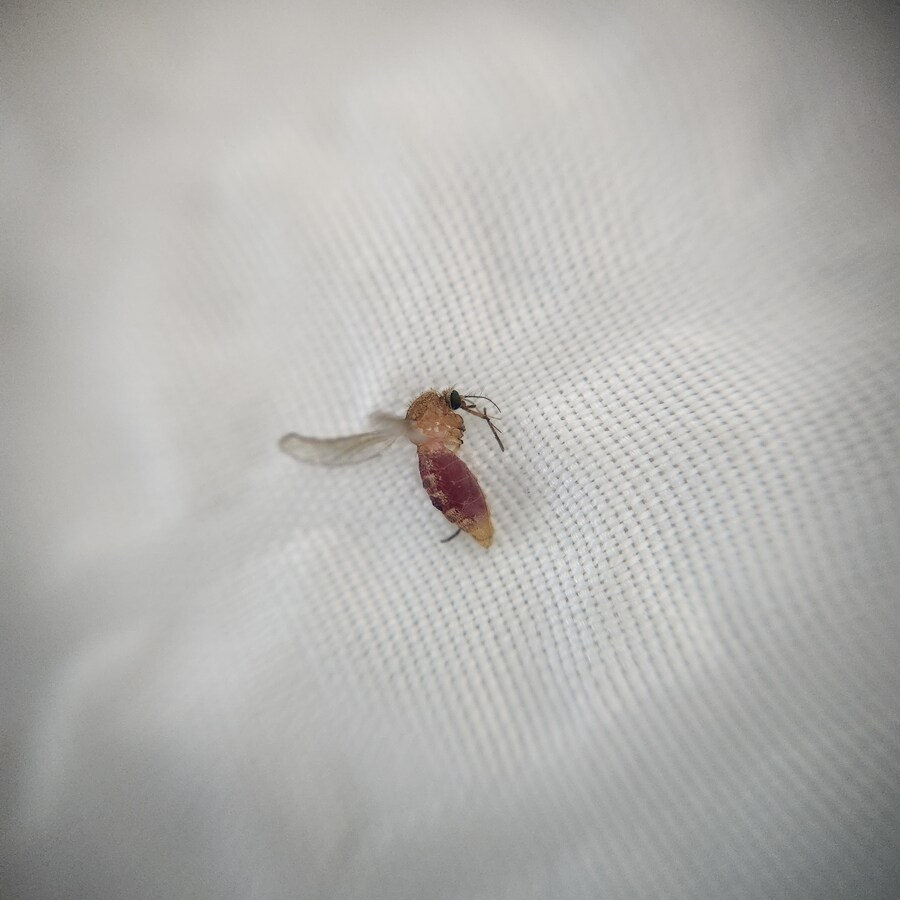 모기) 드디어 잡았다. 이 애미뒤진 새끼_1.jpg