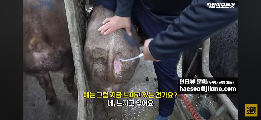 한돈) 유익한 정보_3.png