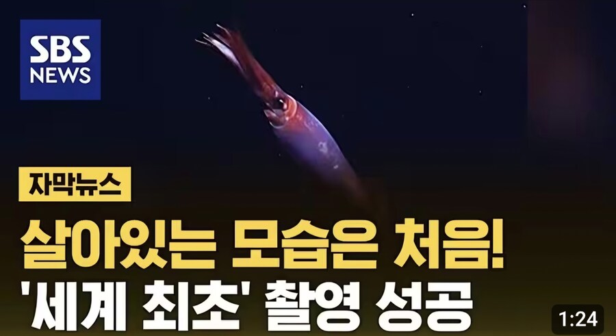 심해 오징어_1.jpg