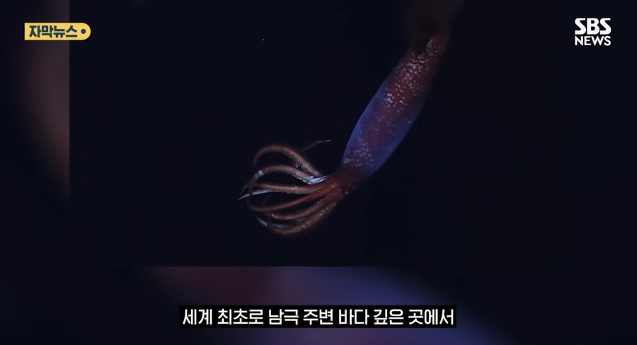심해 오징어_3.jpg