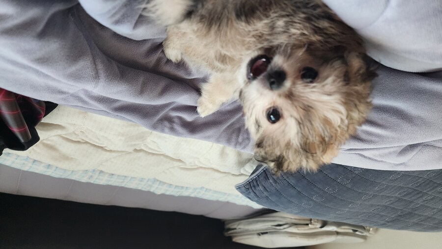 우리집 막내 근황_5.jpg