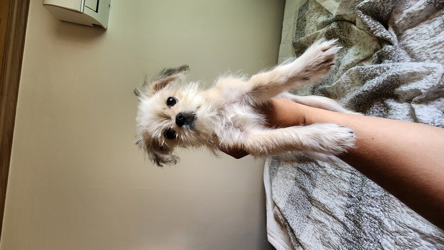 우리집 막내 근황_10.jpg