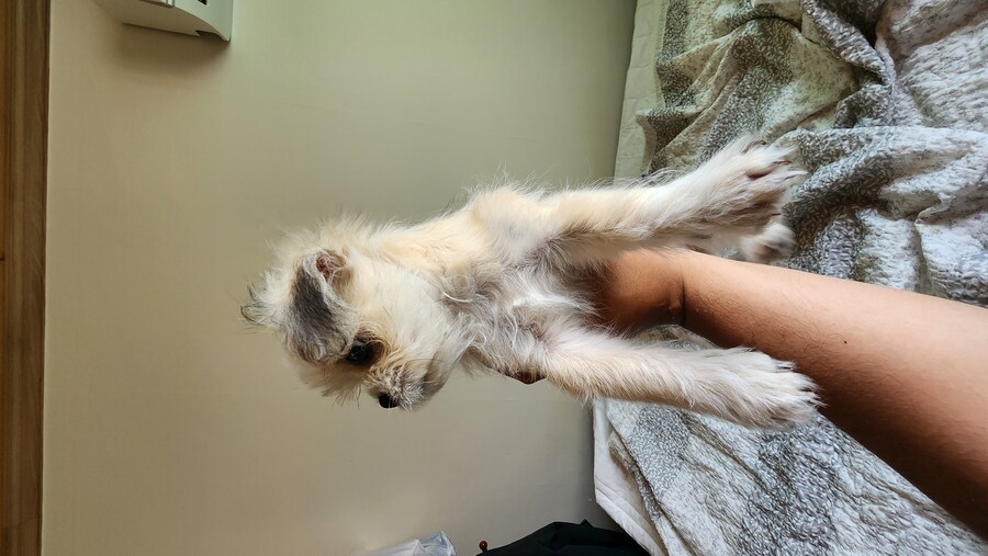 우리집 막내 근황_11.jpg