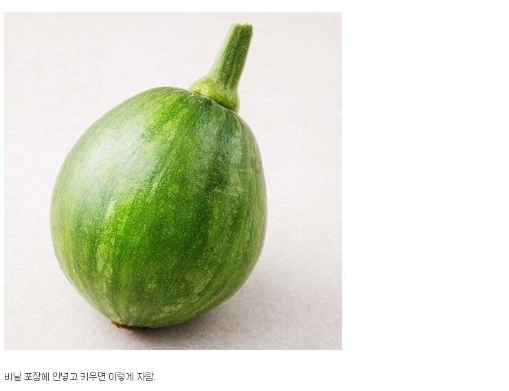 사람들이 잘 모르는 애호박의 진실_2.jpg