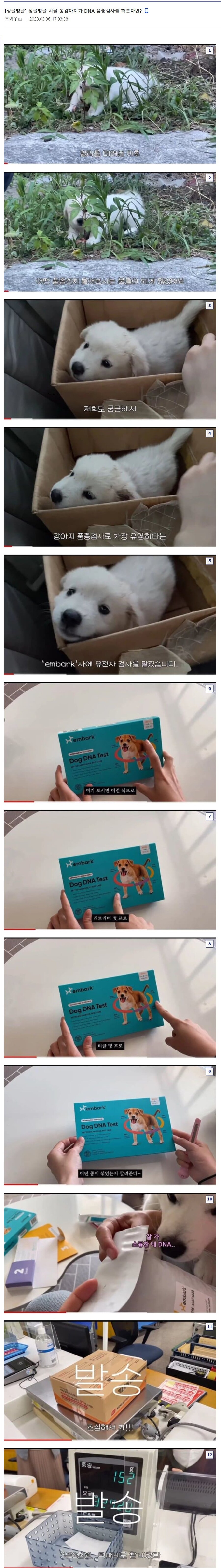 시골 똥강아지 DNA 품종검사 레전드 ㄷㄷㄷㄷ.jpg_1.jpg