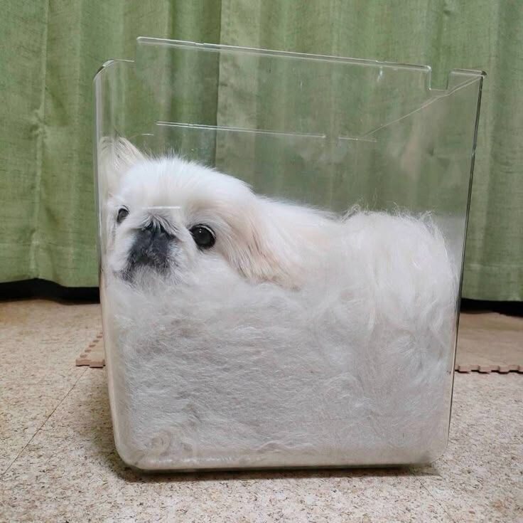 오갸악오갸아아악_1.jpg