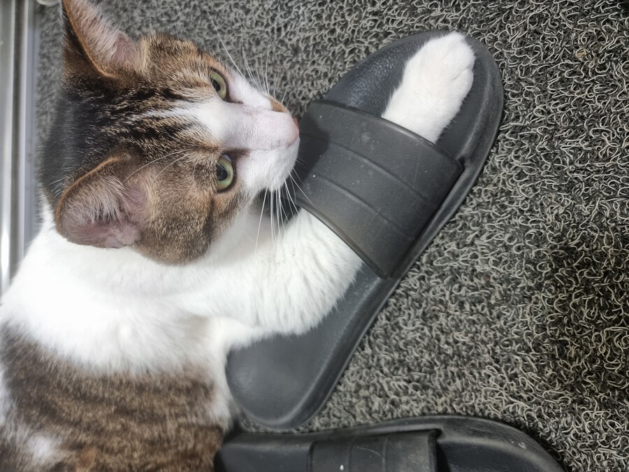 우리집 고양이 보고가_1.jpg