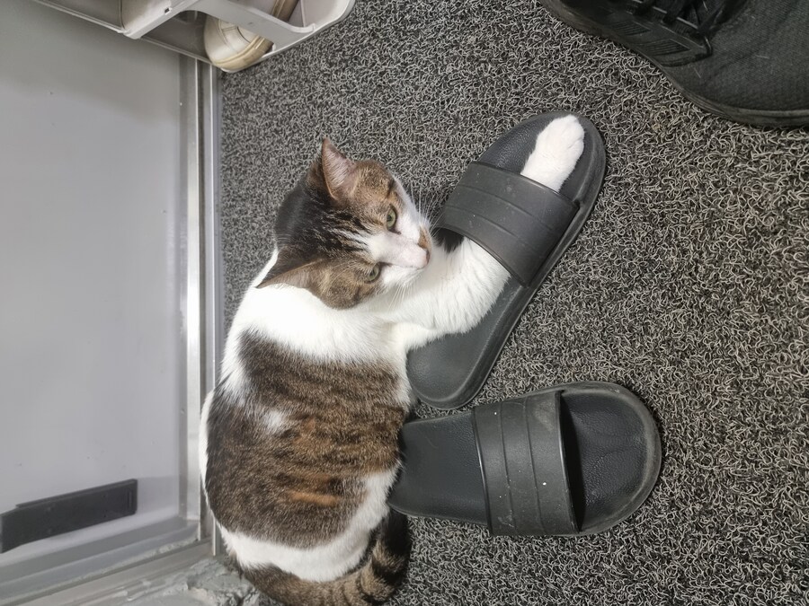 우리집 고양이 보고가_3.jpg