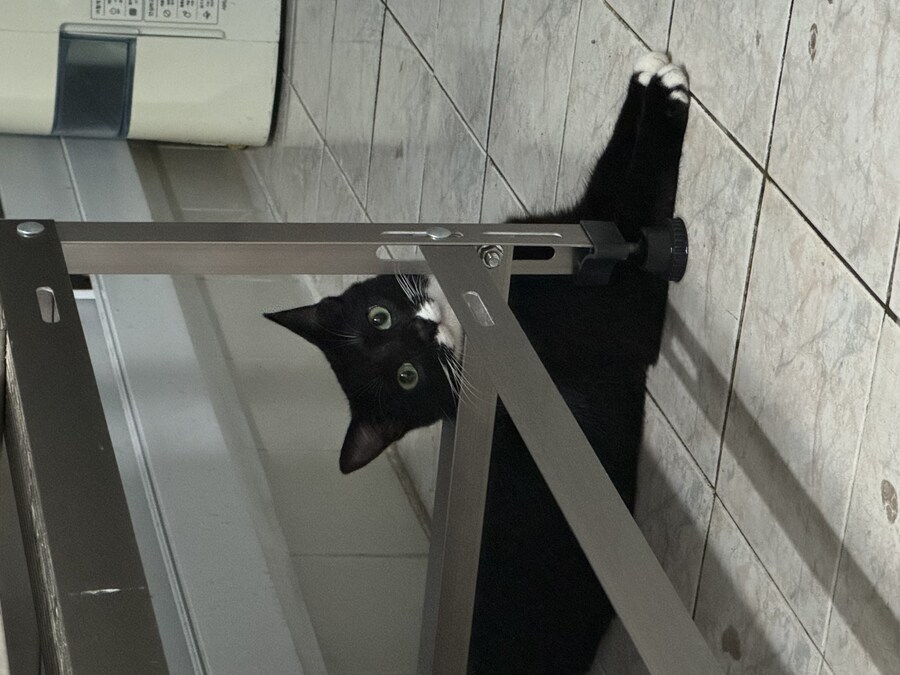 야심한 밤에 막내 고우앵이_2.jpg