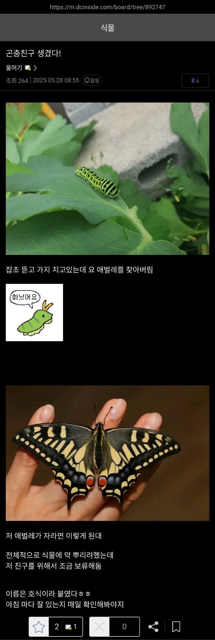 어쩌다보니 식물 키우다가 나비를 키워낸 식갤러_1.png