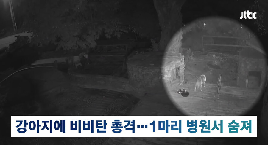 개에게 비비탄 수천발 쏴 죽인 군인_4.jpg
