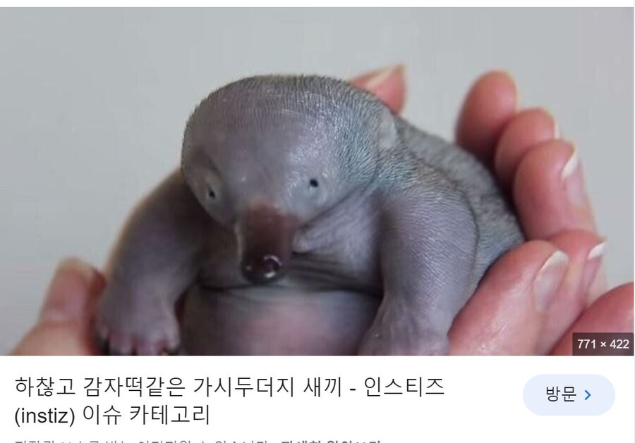인형같은 오리너구리 새끼 ㅋㅋ_5.jpg