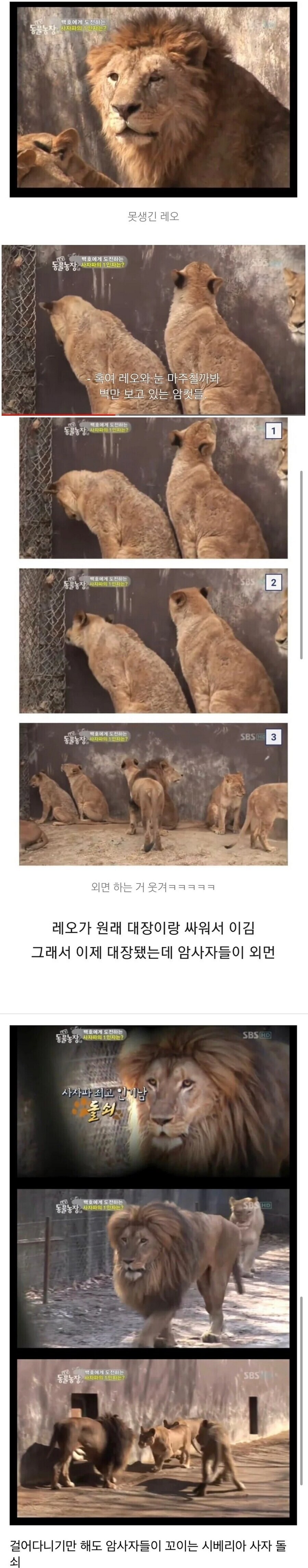 풍성한 돌쇄에게 몰려드는 암컷들_1.jpg