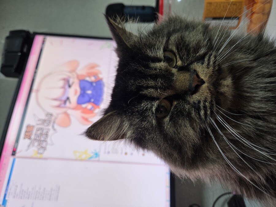 고양이 잡아먹고싶다_1.jpg