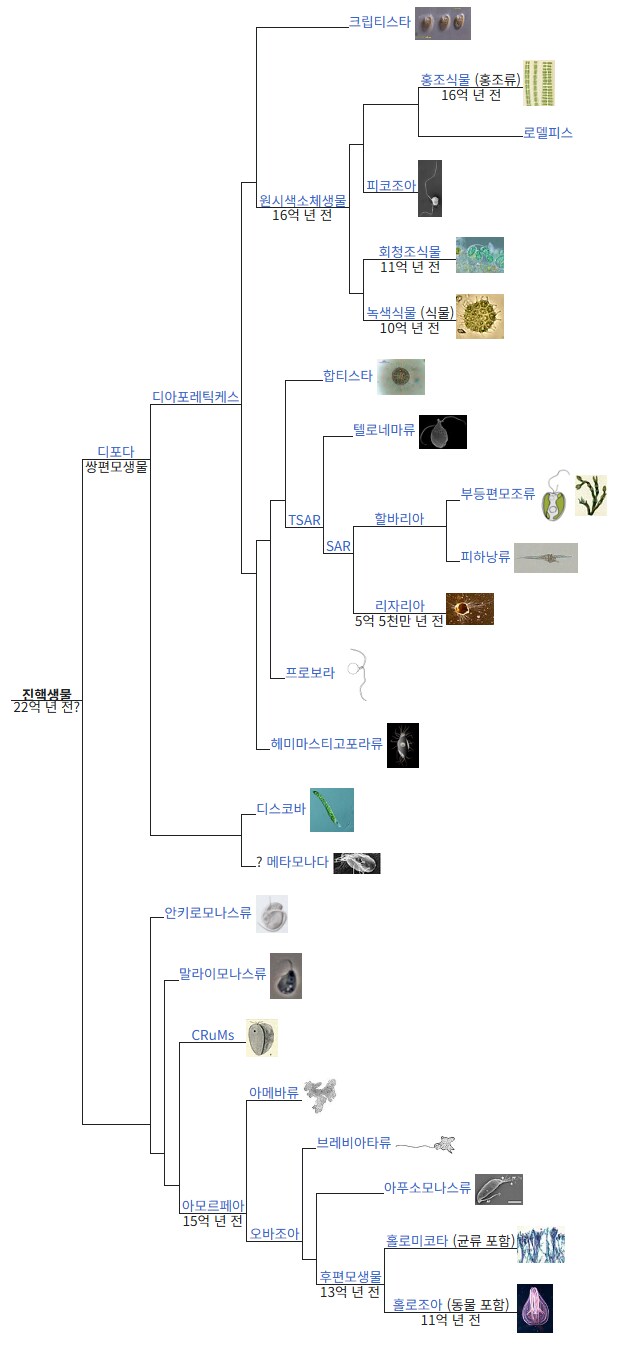버섯이 식물보다 동물에 더 가깝다고 하는 이유_2.png