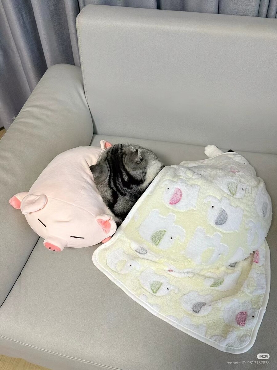 고양이: 응애, 아기 고양이 이불 좋아해👶_3.jpg