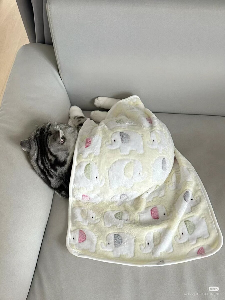 고양이: 응애, 아기 고양이 이불 좋아해👶_4.jpg