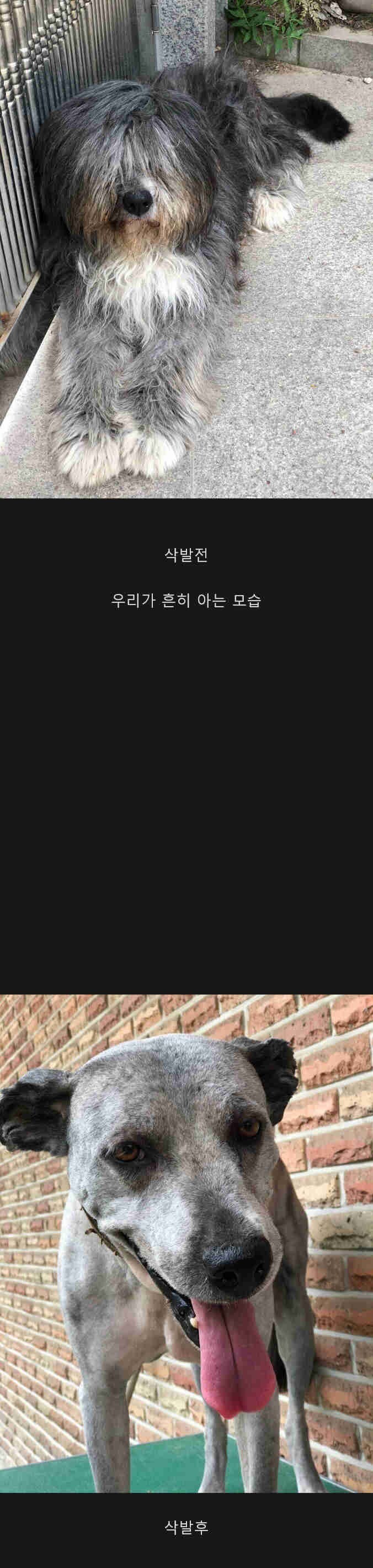 우리가 잘 모르는 삽살개 삭발전 삭발후 차이.jpg_1.jpg