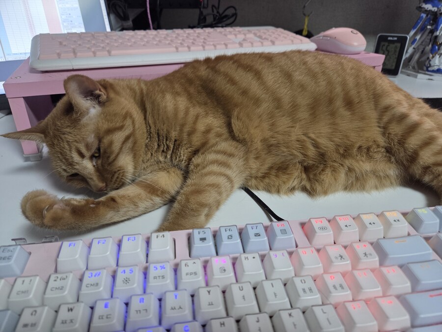 요망한것_1.jpg