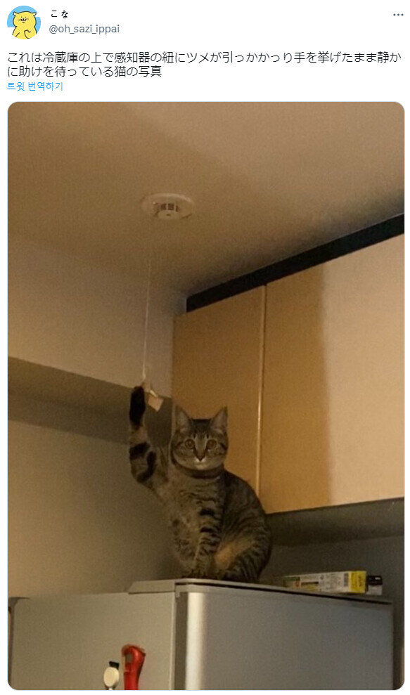 "집사! 도움!"_1.jpg