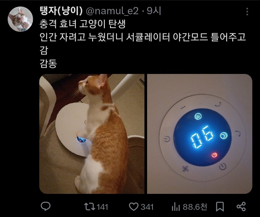 (충격) 효녀 고양이 탄생_1.jpg