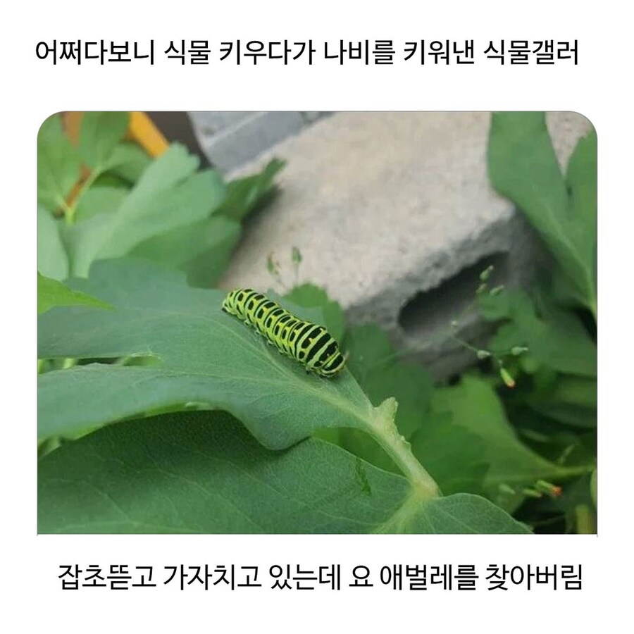 나비 부화에 성공한 식물갤_1.jpg