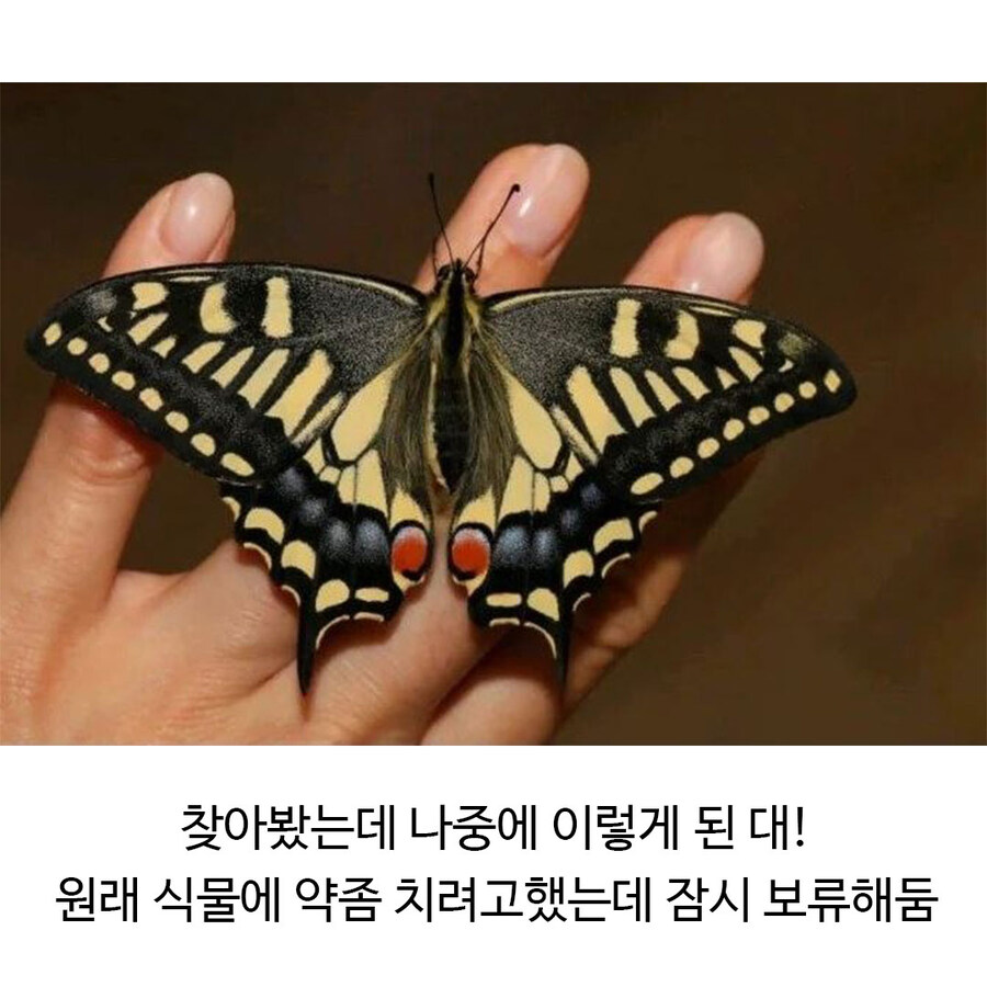 나비 부화에 성공한 식물갤_2.jpg