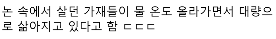 폭염으로 인해 일본 논에 살던 가재 삶아짐.JPG_3.webp