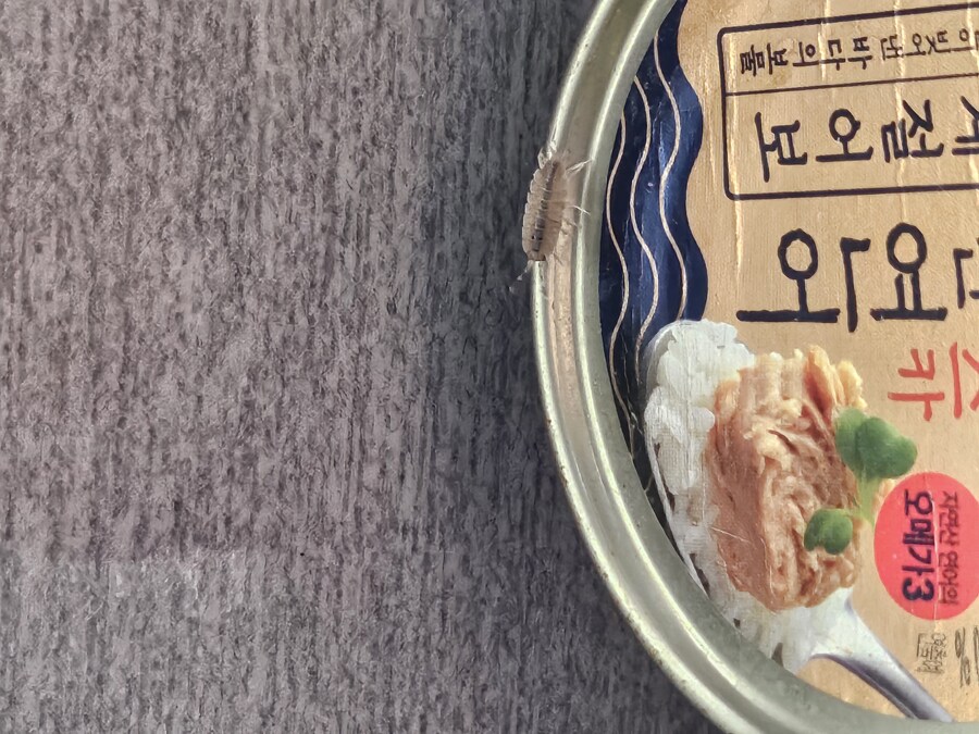이건 무슨 벌레임?_2.jpg