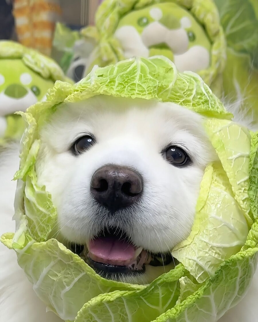 배추댕댕이_1.jpg