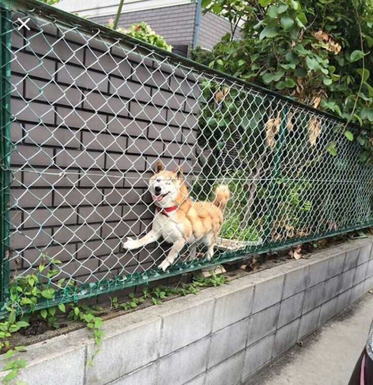 돌아갈 수 없게 된 멍멍이_1.jpg