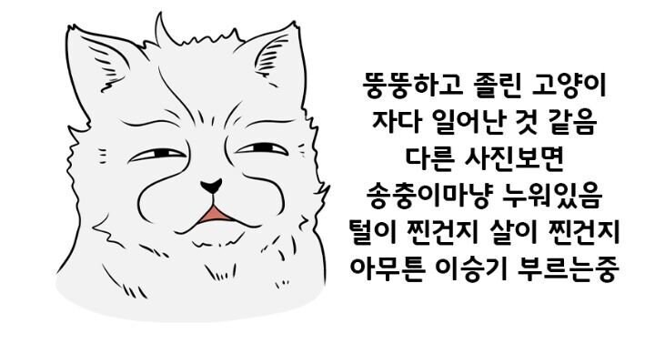 고양이의 4대 유형.jpg_3.jpg