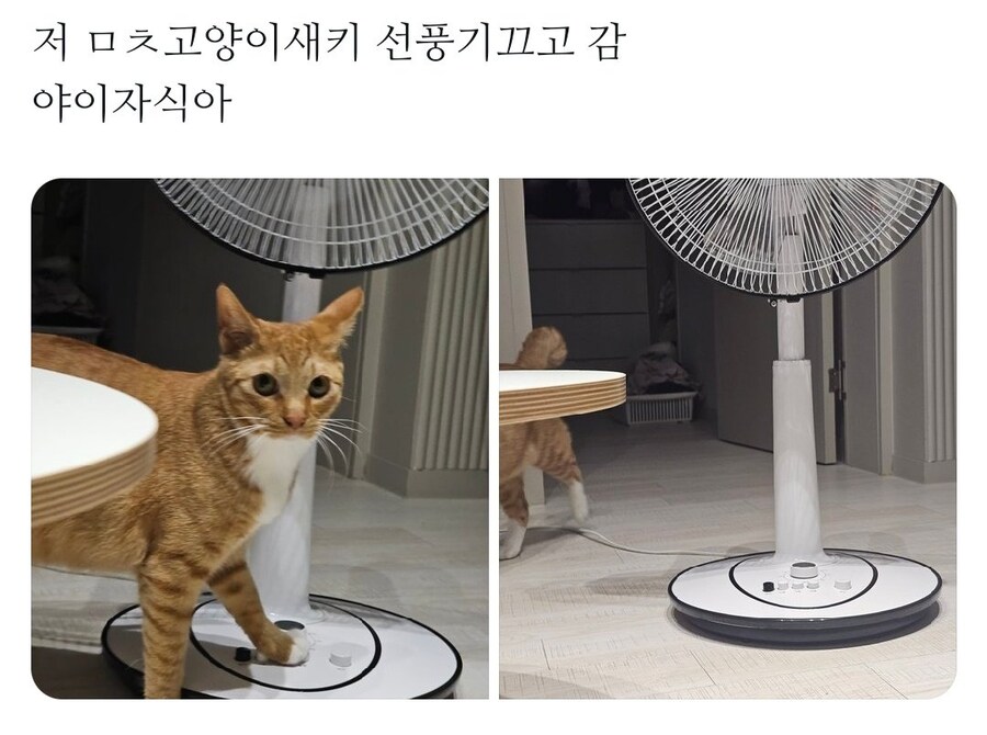 한여름 고양이 집사 대참사_1.jpg