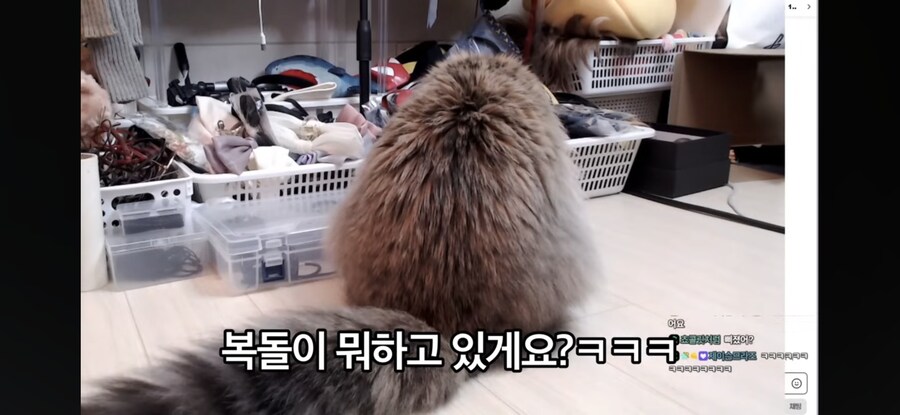 고양이 ㅎ대 논란 영상 보여주는 서새봄_3.jpg