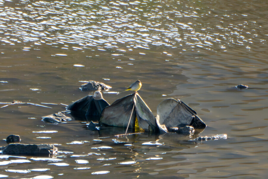 4월, 신도 및 시도 탐조_3.jpg