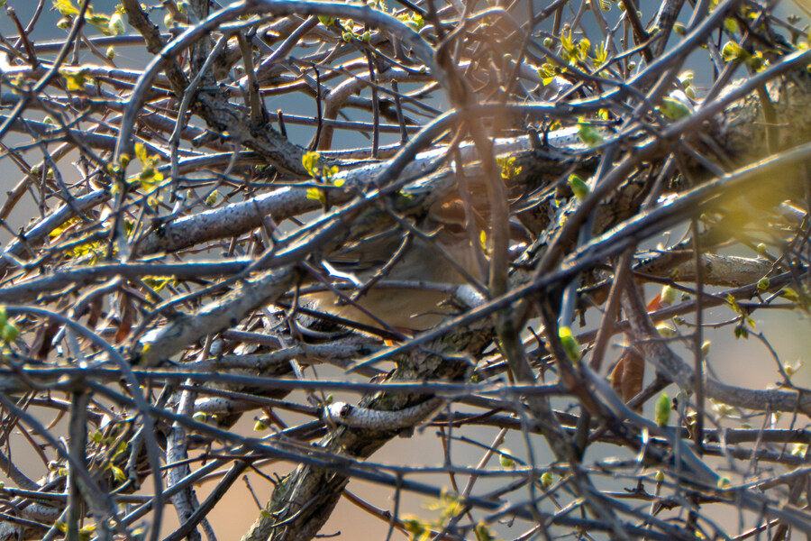 4월, 신도 및 시도 탐조_4.jpg