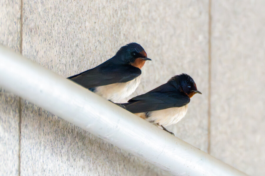 4월, 신도 및 시도 탐조_15.jpg