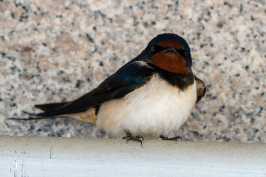 4월, 신도 및 시도 탐조_17.jpg