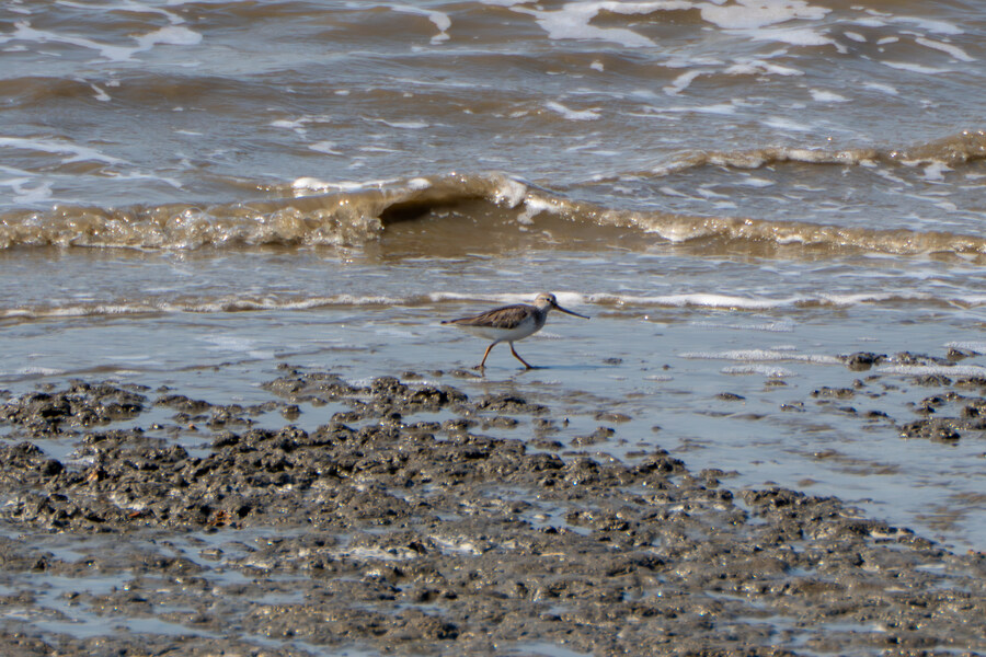 4월, 신도 및 시도 탐조_25.jpg