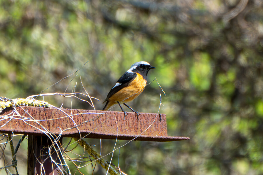 4월, 신도 및 시도 탐조_28.jpg
