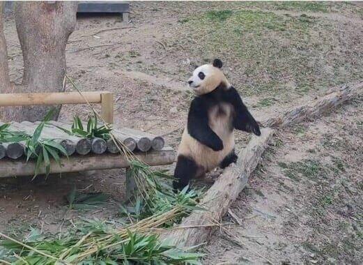 에네르기파 쏘는 푸바오_1.jpg